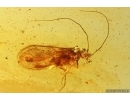 Nice Psocid, Psocoptera. Fossil insect in Baltic amber #11451