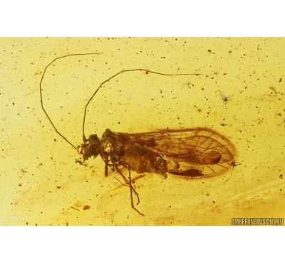 Nice Psocid, Psocoptera. Fossil insect in Baltic amber #11451