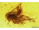 Psocid Psocoptera, Springtail Collemnbola and Leafhopper Cicadellidae. Fossil insects in Baltic amber #11452
