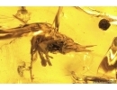 Psocid Psocoptera, Springtail Collemnbola and Leafhopper Cicadellidae. Fossil insects in Baltic amber #11452