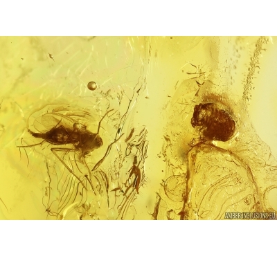 Centipede and Dark-Winged fungus gnat Sciaridae. Fossil inclusions in Baltic amber #11454