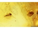 Centipede and Dark-Winged fungus gnat Sciaridae. Fossil inclusions in Baltic amber #11454