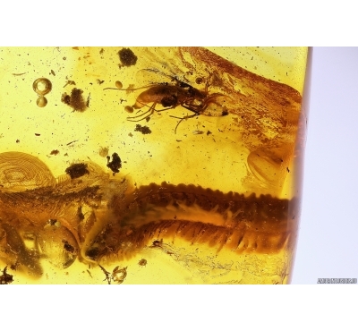 Millipede Diplopoda Julidae and Dark-Winged fungus gnat Sciaridae with eggs. Fossil inclusions in Baltic amber #11455