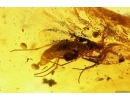 Millipede Diplopoda Julidae and Dark-Winged fungus gnat Sciaridae with eggs. Fossil inclusions in Baltic amber #11455