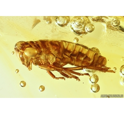 Nice Leafhopper Cicadellidae. Fossil inclusion in Baltic amber #11457