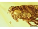 Nice Leafhopper Cicadellidae. Fossil inclusion in Baltic amber #11457