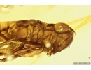 Nice Leafhopper Cicadellidae. Fossil inclusion in Baltic amber #11457