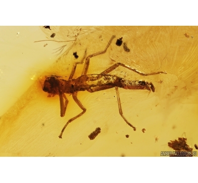  Walking stick Phasmatodea and More. Fossil inclusions in Baltic amber #11459