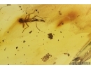  Walking stick Phasmatodea and More. Fossil inclusions in Baltic amber #11459