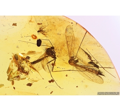 Crane fly Limnophilinae Palaeopoecilostola, Ants action, Beetle and More. Fossil inclusions in Baltic amber #11469