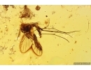 Crane fly Limnophilinae Palaeopoecilostola, Ants action, Beetle and More. Fossil inclusions in Baltic amber #11469