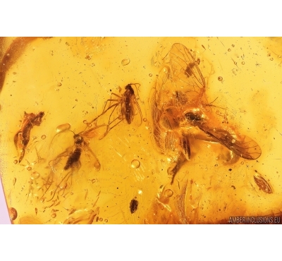 Rare Robber Fly (Assassin Fly) Asilidae and Dark-Winged fungus gnats Sciaridae. Fossil insects Baltic amber #11482
