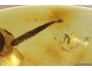 Dance fly Empididae and Big 15mm Leaf. Fossil inclusions in Baltic amber #11484