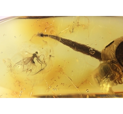 Dance fly Empididae and Big 15mm Leaf. Fossil inclusions in Baltic amber #11484