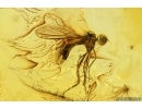 Dance fly Empididae and Big 15mm Leaf. Fossil inclusions in Baltic amber #11484