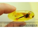 Dance fly Empididae and Big 15mm Leaf. Fossil inclusions in Baltic amber #11484