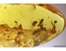 Many Long-legged flies Dolichopodidae and Psocid Psocoptera. Fossil insects Baltic amber #11485
