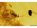 Many Long-legged flies Dolichopodidae and Psocid Psocoptera. Fossil insects Baltic amber #11485
