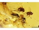 Many Long-legged flies Dolichopodidae and Psocid Psocoptera. Fossil insects Baltic amber #11485