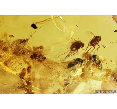 Many Long-legged flies Dolichopodidae and Psocid Psocoptera. Fossil insects Baltic amber #11485