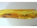 Stalactite 37mm and Snipe Fly Rhagionidae. Fossil inclusions in Baltic amber #11486