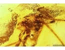 Cricket Orthoptera and More. Fossil insects in Baltic amber #11488
