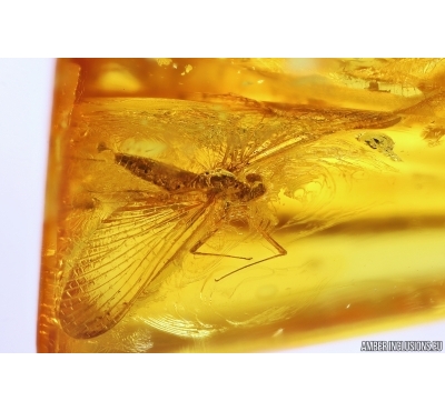 Mayfly Ephemeroptera ?Heptageniidae. Fossil insect in Baltic amber stone #11493