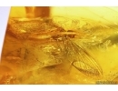 Mayfly Ephemeroptera ?Heptageniidae. Fossil insect in Baltic amber stone #11493