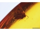 Bug Heteroptera and Ant Hymenoptera. Fossil inclusions in Baltic amber #11495