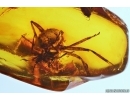 Bug Heteroptera and Ant Hymenoptera. Fossil inclusions in Baltic amber #11495