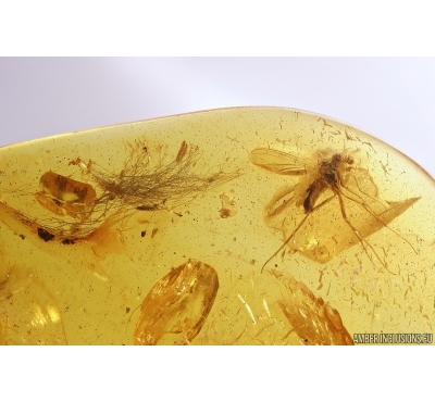 Mammalian hair and Fungus gnat Mycetophilidae. Fossil inclusions in Baltic amber #11497