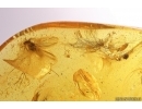 Mammalian Hair and Long-legged Fly Dolichopodidae. Fossil inclusions in Baltic amber #11497