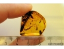 Nice Leaves and Springtails Collembola Fossil inclusions in Baltic amber #11498