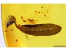 Nice Leaves and Springtails Collembola Fossil inclusions in Baltic amber #11498