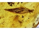 Leaf, Seed vessel and More. Fossil inclusions Baltic amber #11499
