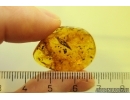 Leaf, Seed vessel and More. Fossil inclusions Baltic amber #11499