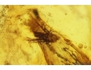 Leaf, Seed vessel and More. Fossil inclusions Baltic amber #11499