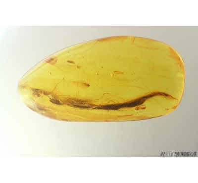 Nice Big 31mm! Leaf. Fossil inclusion in Baltic amber stone #11500