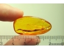 Nice Big 31mm! Leaf. Fossil inclusion in Baltic amber stone #11500