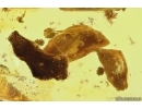 Flower fragments and Leaves. Fossil inclusions in Baltic amber stone #11501