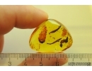 Flower fragments and Leaves. Fossil inclusions in Baltic amber stone #11501