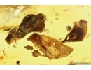 Flower fragments and Leaves. Fossil inclusions in Baltic amber stone #11501