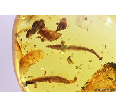 Flower fragments and Leaves. Fossil inclusions in Baltic amber stone #11501