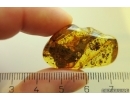 Plants, Big 19mm Thuja and More. Fossil inclusions in Baltic amber stone #11502