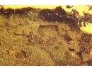 Action! Beetles gnawed the bark of tree, coprolites of beetles . Fossil inclusions in Baltic amber #11507
