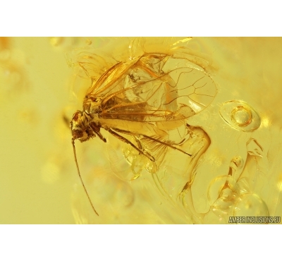 Nice Psocid Psocoptera and Dance fly Empididae. Fossil insects Ukrainian Rovno amber #11509R