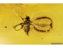 Nice Psocid Psocoptera and Dance fly Empididae. Fossil insects Ukrainian Rovno amber #11509R