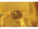 Big Mayfly Ephemeroptera: Heptageniidae, Spider Araneae and Rare Mite Acari. Fossil inclusions Baltic amber stone #11511