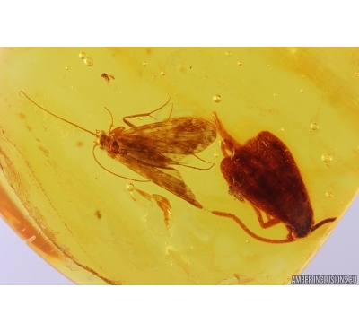 Two Caddisflies Trichoptera and parasitic Wasp Hymenoptera Fossil insects in Baltic amber #11512