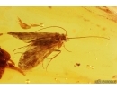 Two Caddisflies Trichoptera and parasitic Wasp Hymenoptera Fossil insects in Baltic amber #11512